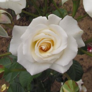 Alan's Rose - Image 2
