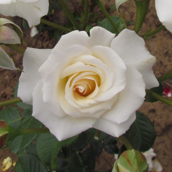 Alan's Rose