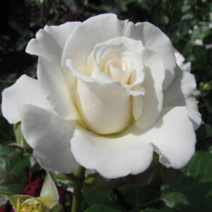 Alan's Rose - Image 3