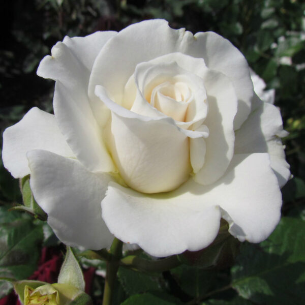 Alan's Rose