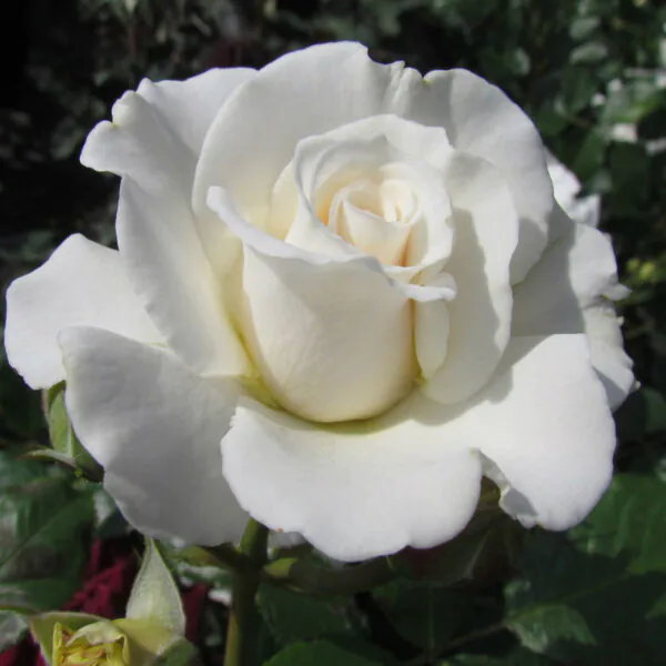 Alan's Rose