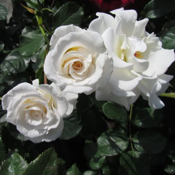Alan's Rose
