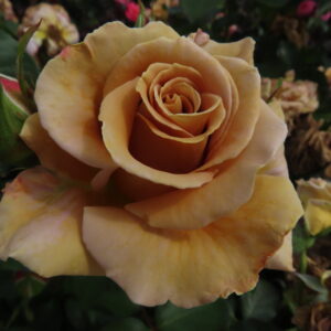 Gary's Glory - Image 3
