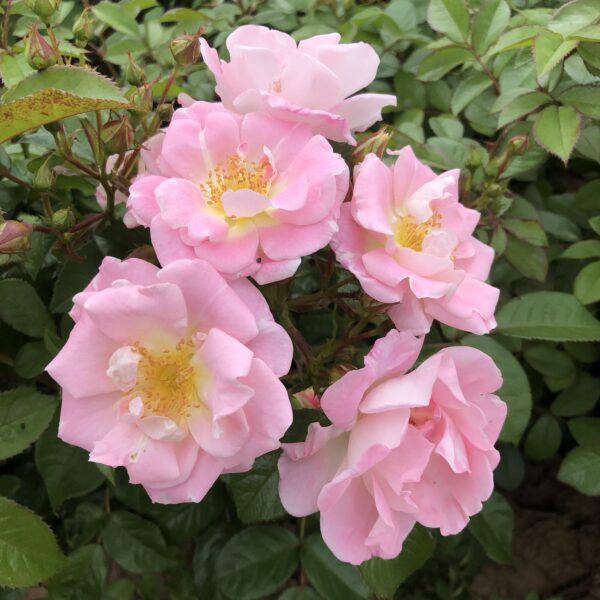 Valerie's Love