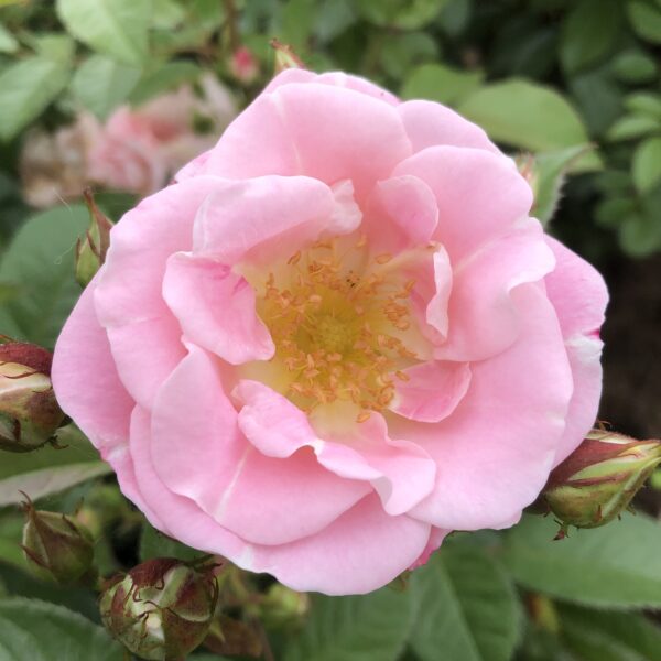 Valerie's Love