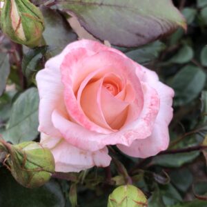 Shirley's Rose