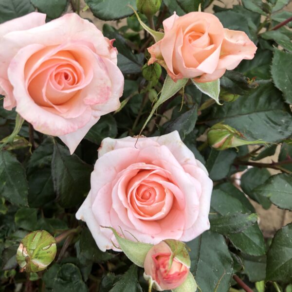 Shirley's Rose