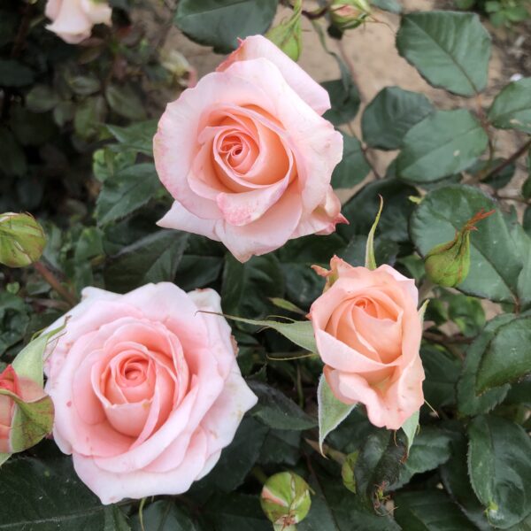 Shirley's Rose