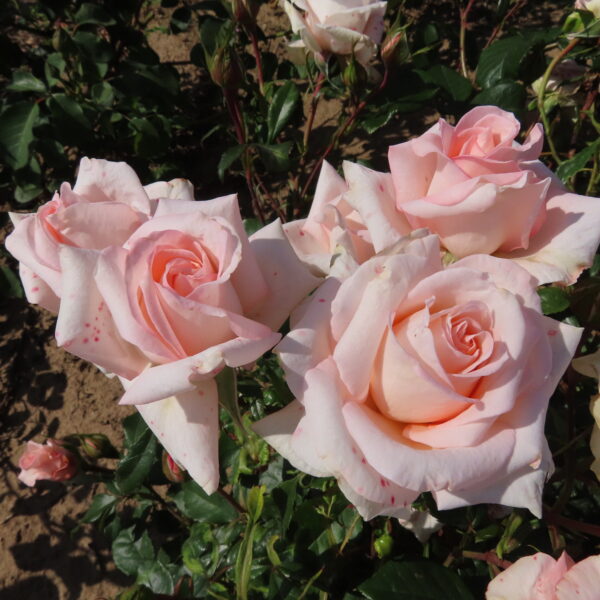Shirley's Rose