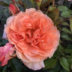 Audrey's Rose - Image 3