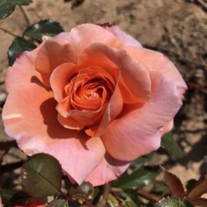 Audrey's Rose - Image 5