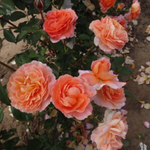 Audrey's Rose - Image 2