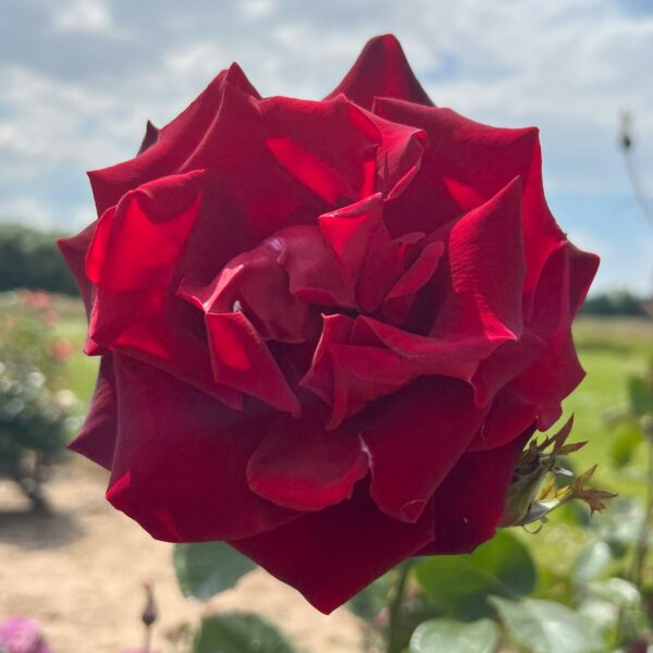 Ken's Rose