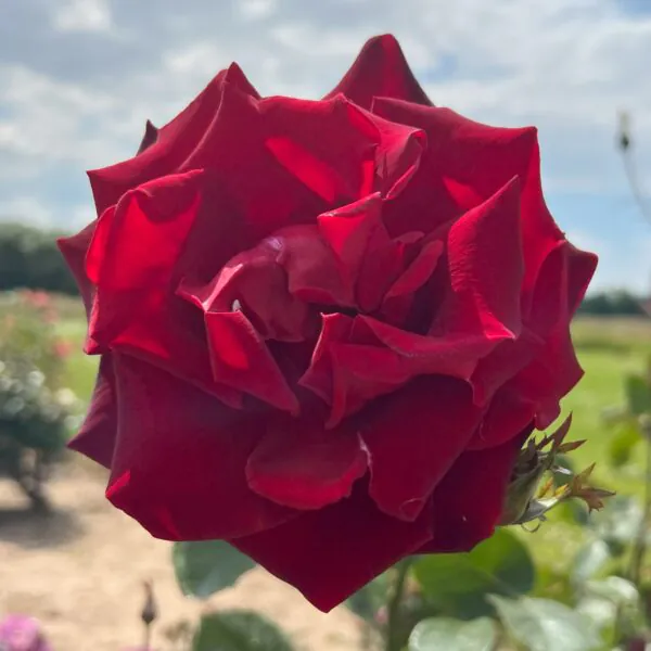 Ken's Rose