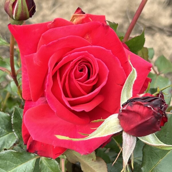 Ken's Rose