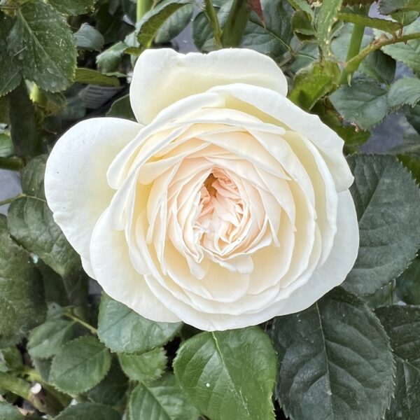 Stuart's Rose
