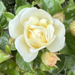 Stuart's Rose