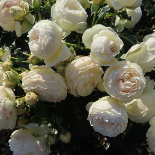 Stuart's Rose