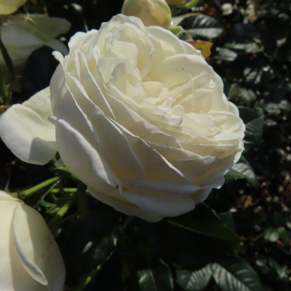 Stuart's Rose