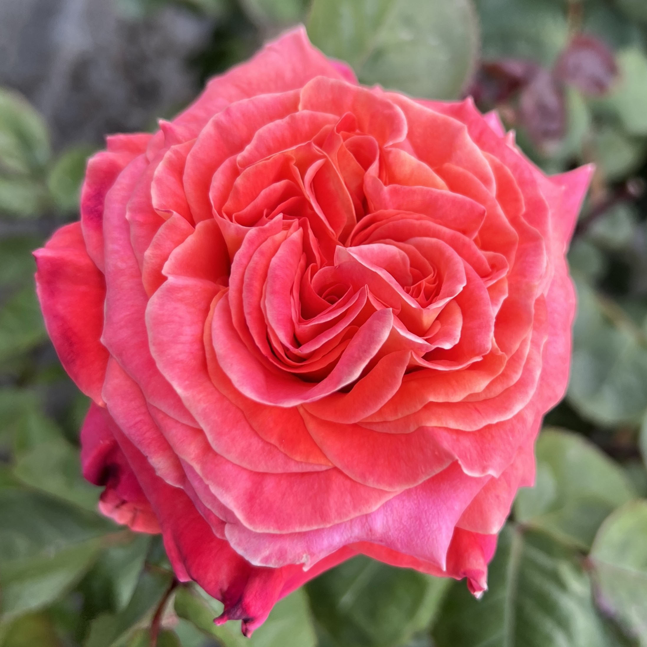 Amazing Amy Amazing Amy