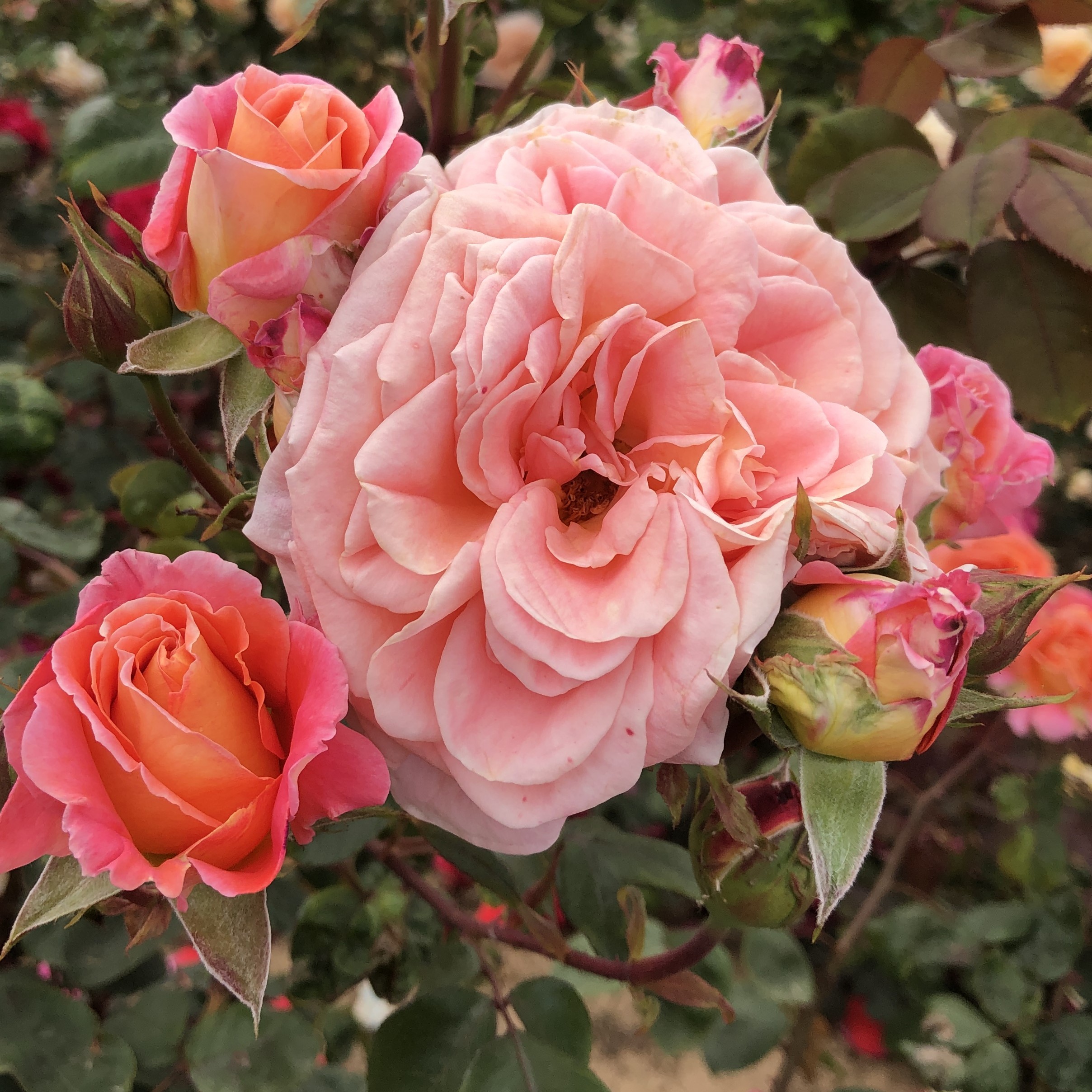 Amazing Amy Amazing Amy