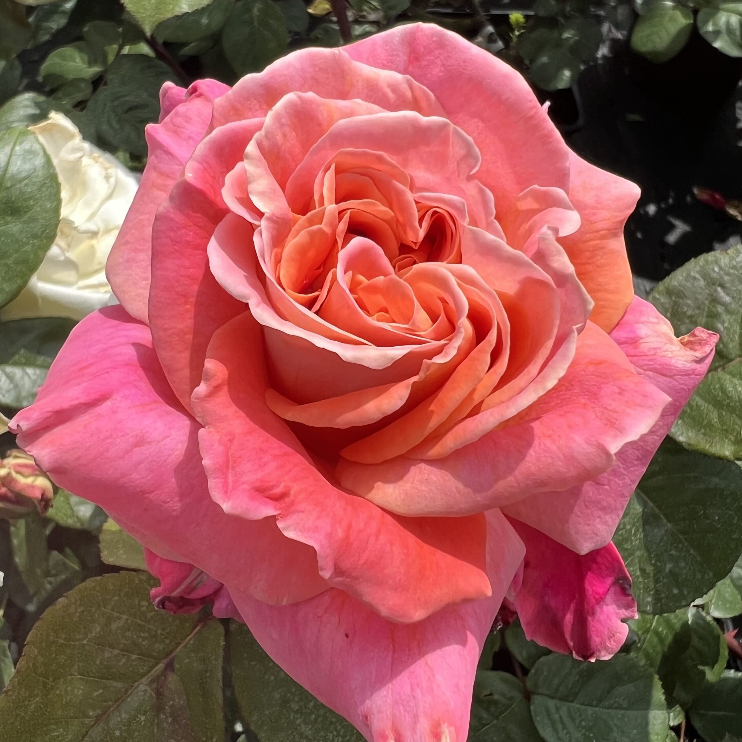 Amazing Amy Amazing Amy