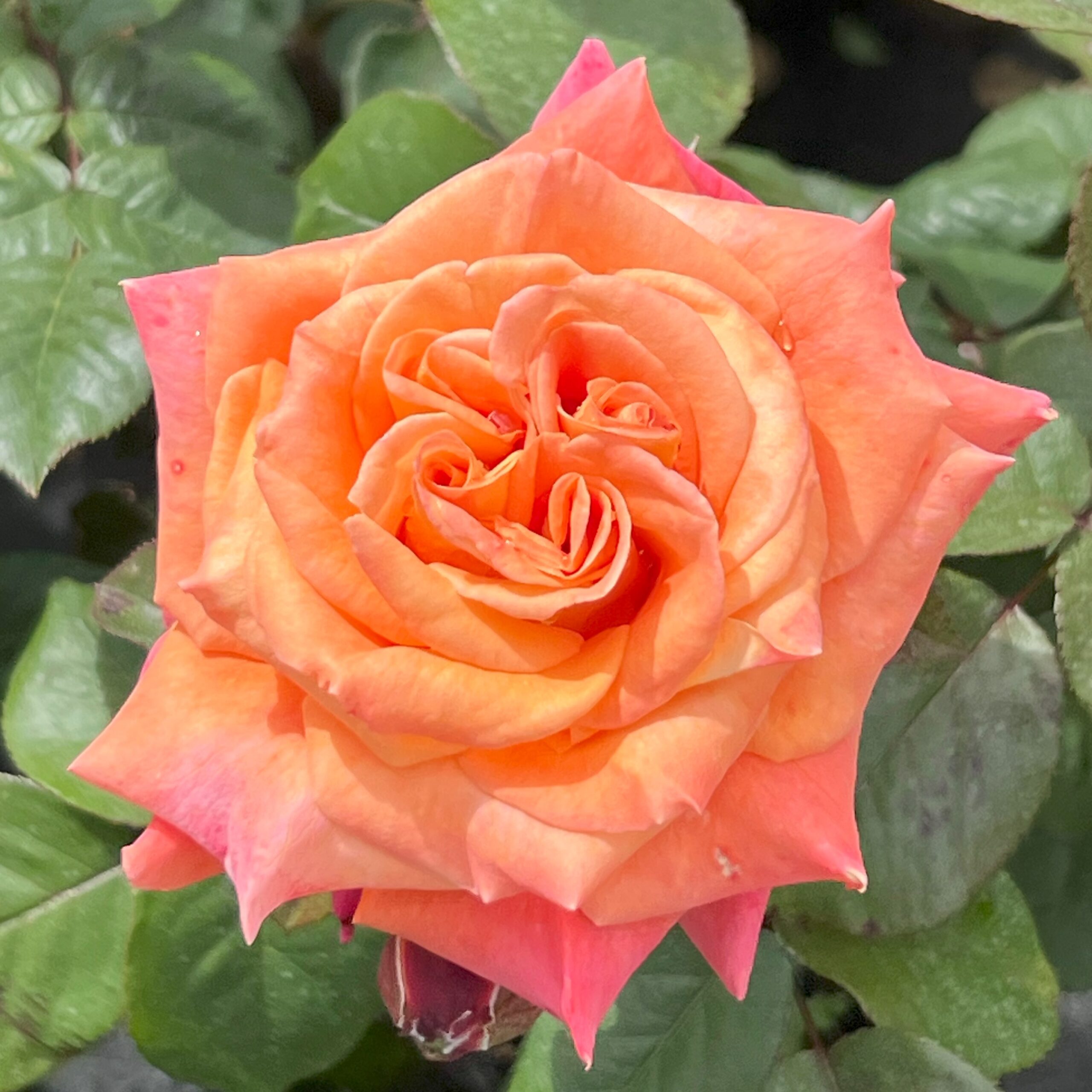 Amazing Amy Amazing Amy