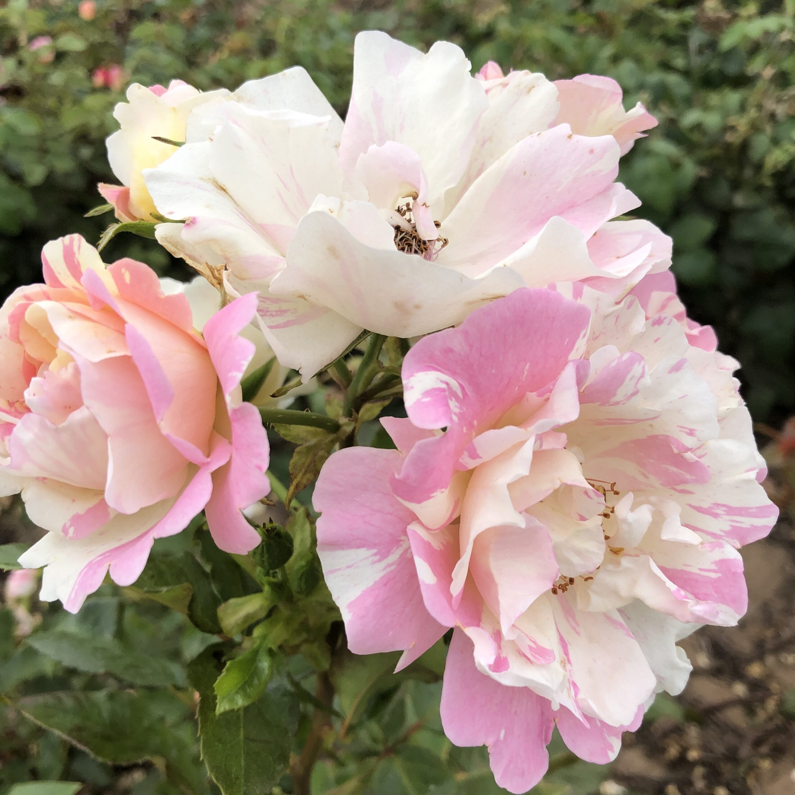 Andrea Ruth Andrea Ruth