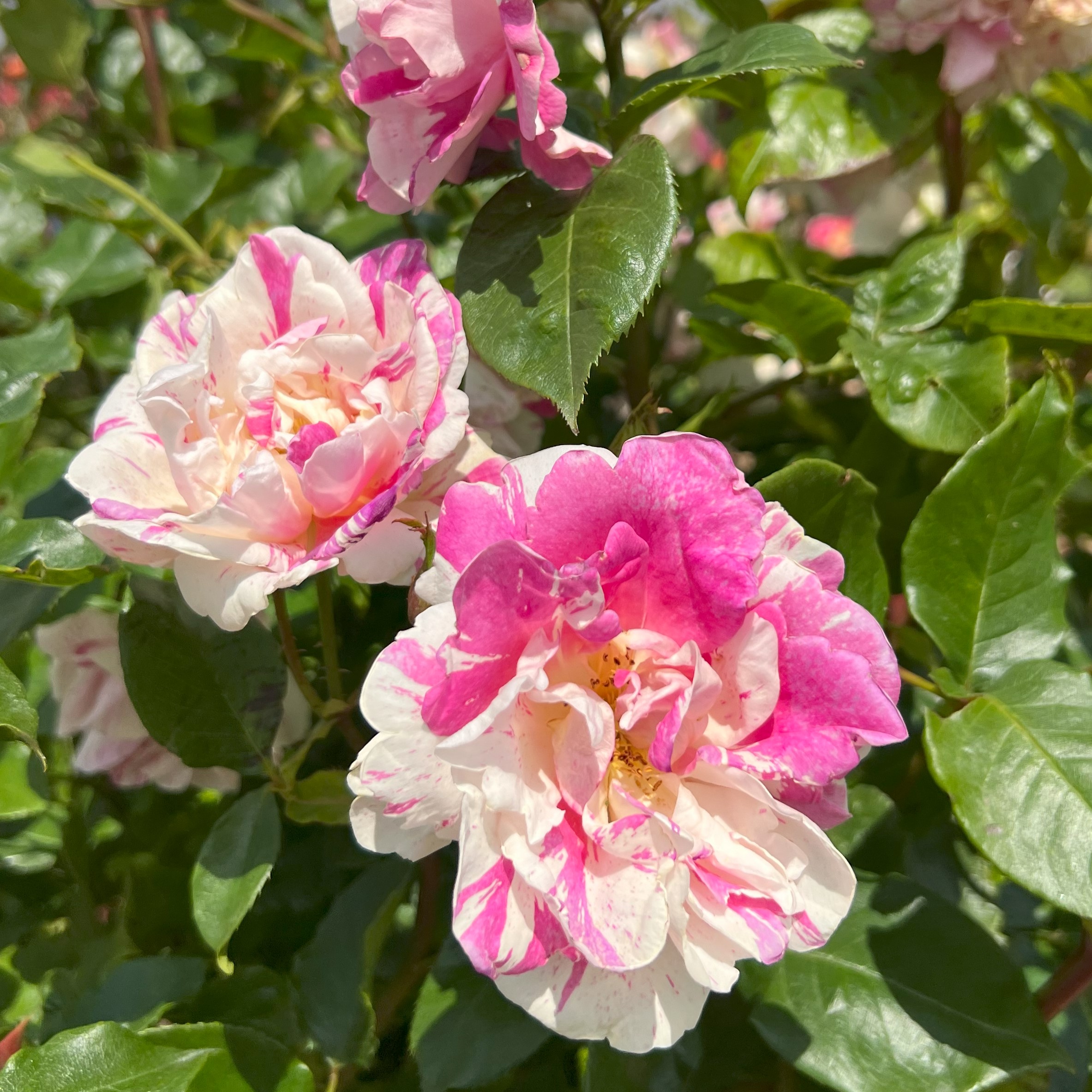 Andrea Ruth Andrea Ruth