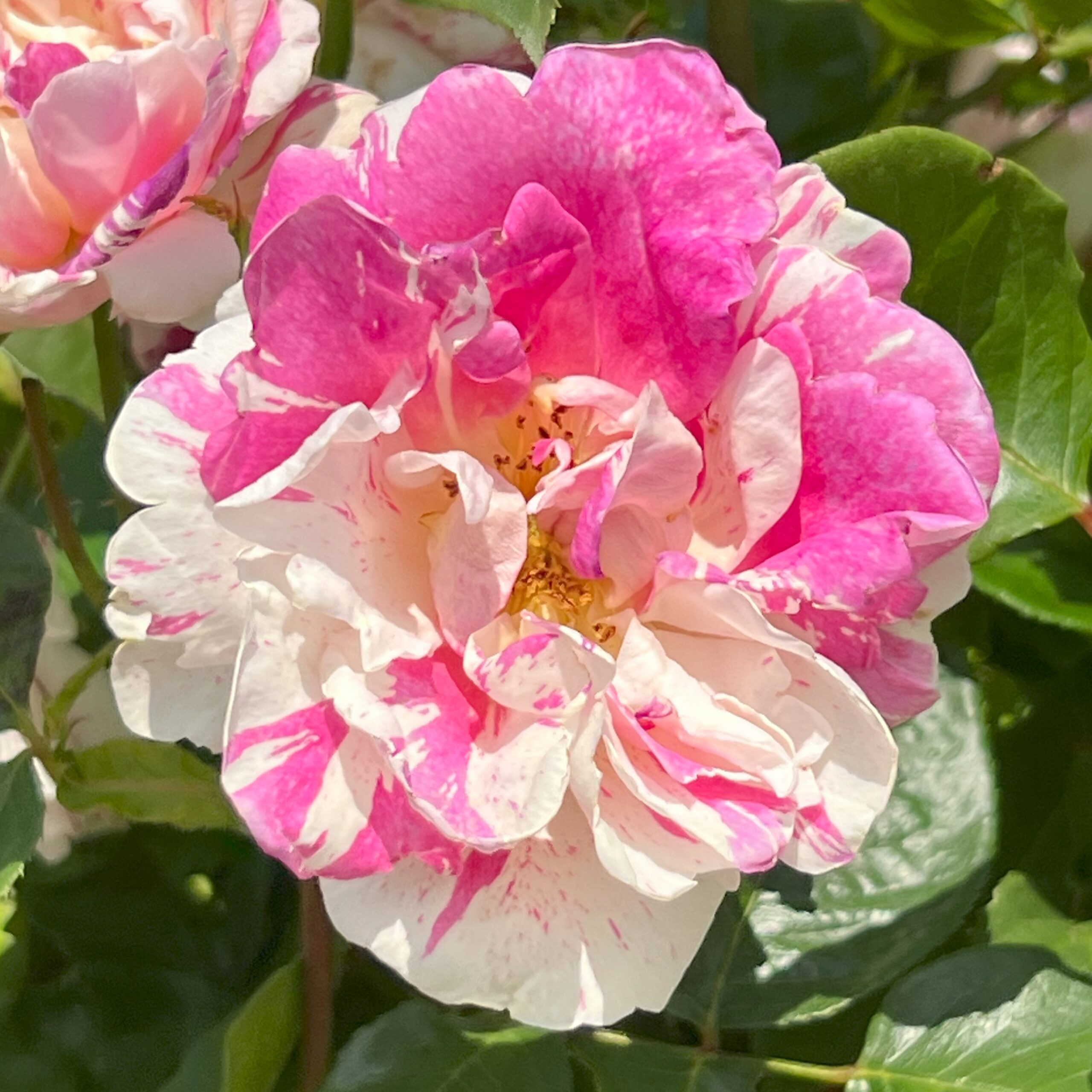 Andrea Ruth Andrea Ruth