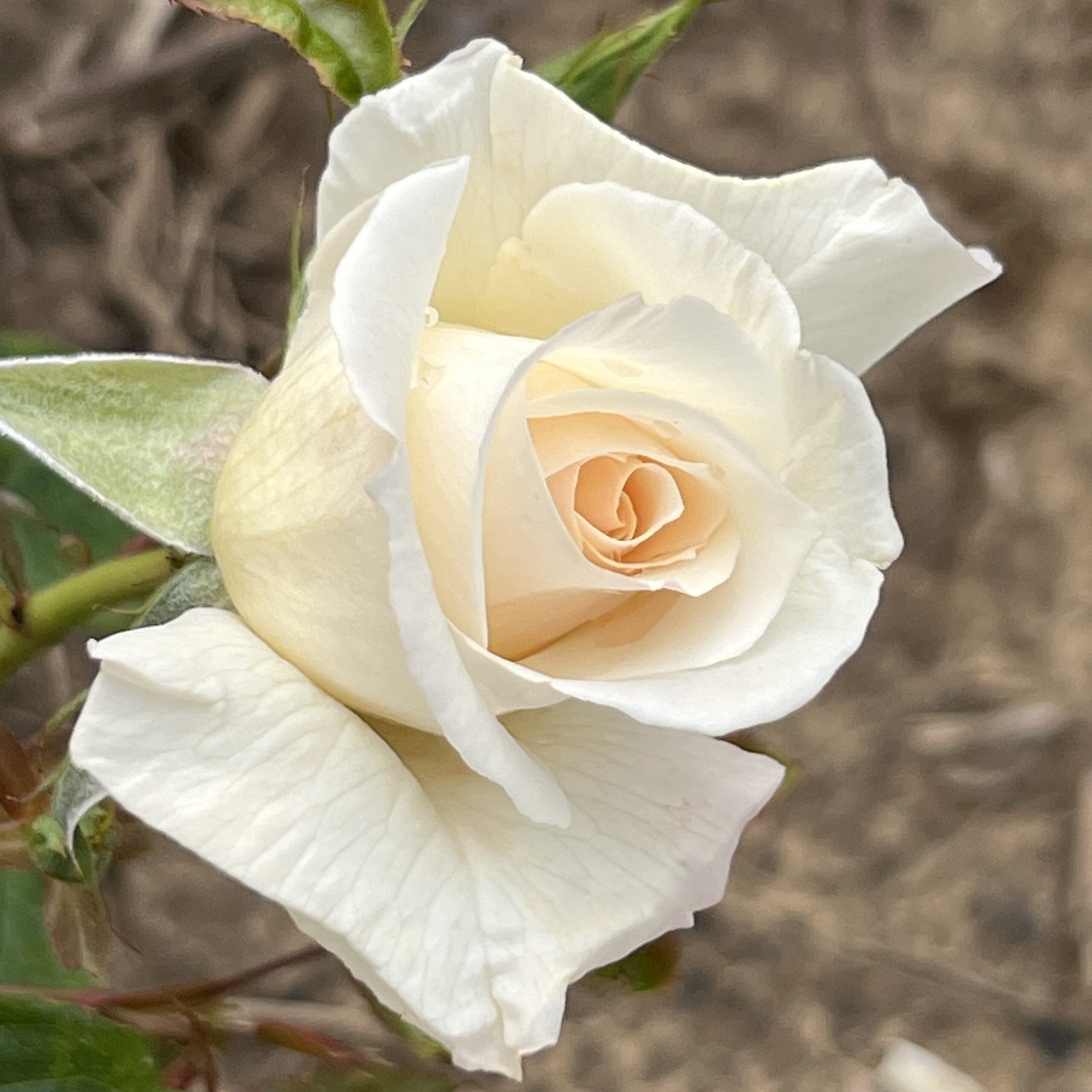 Bamford Beauty Bamford Beauty