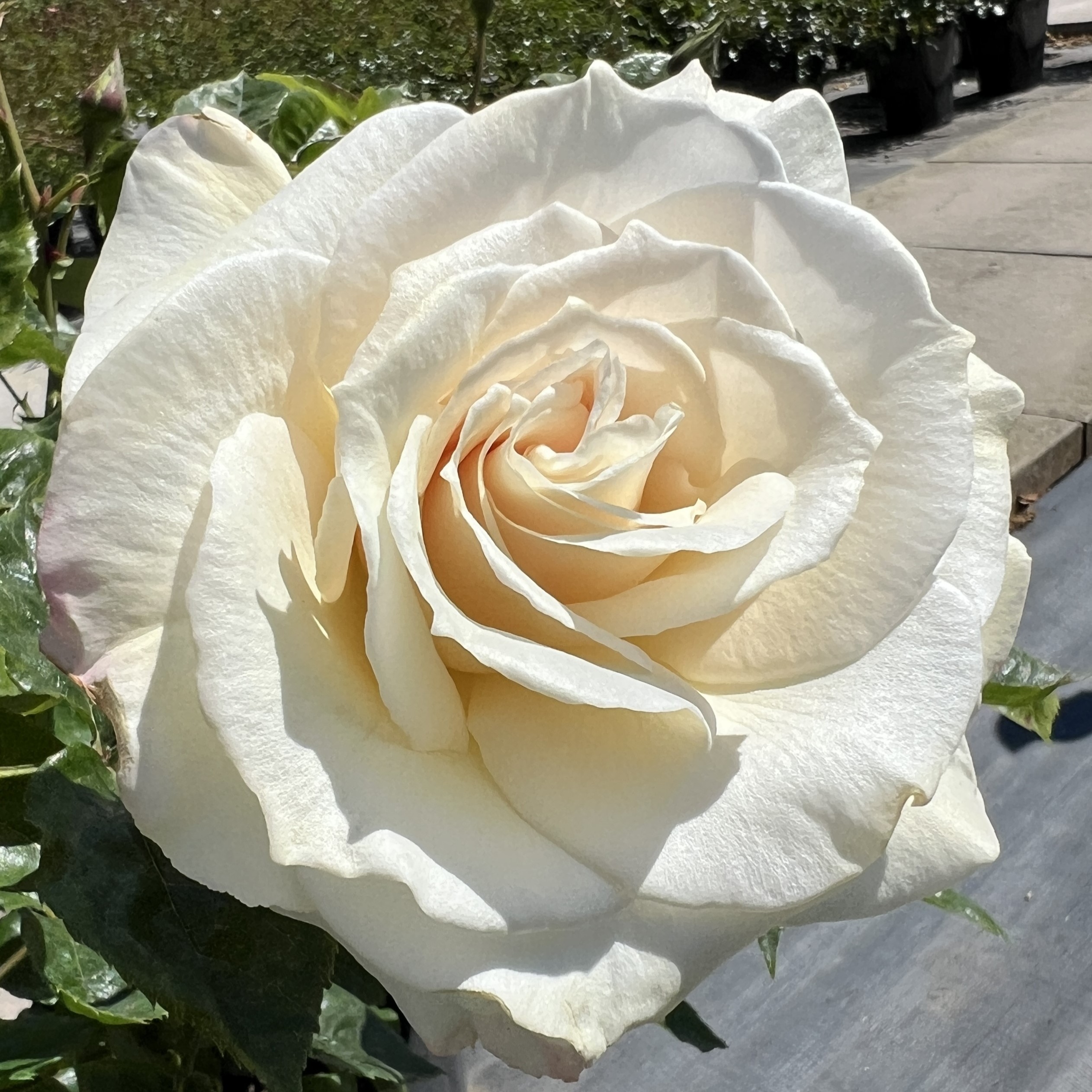 Bamford Beauty Bamford Beauty