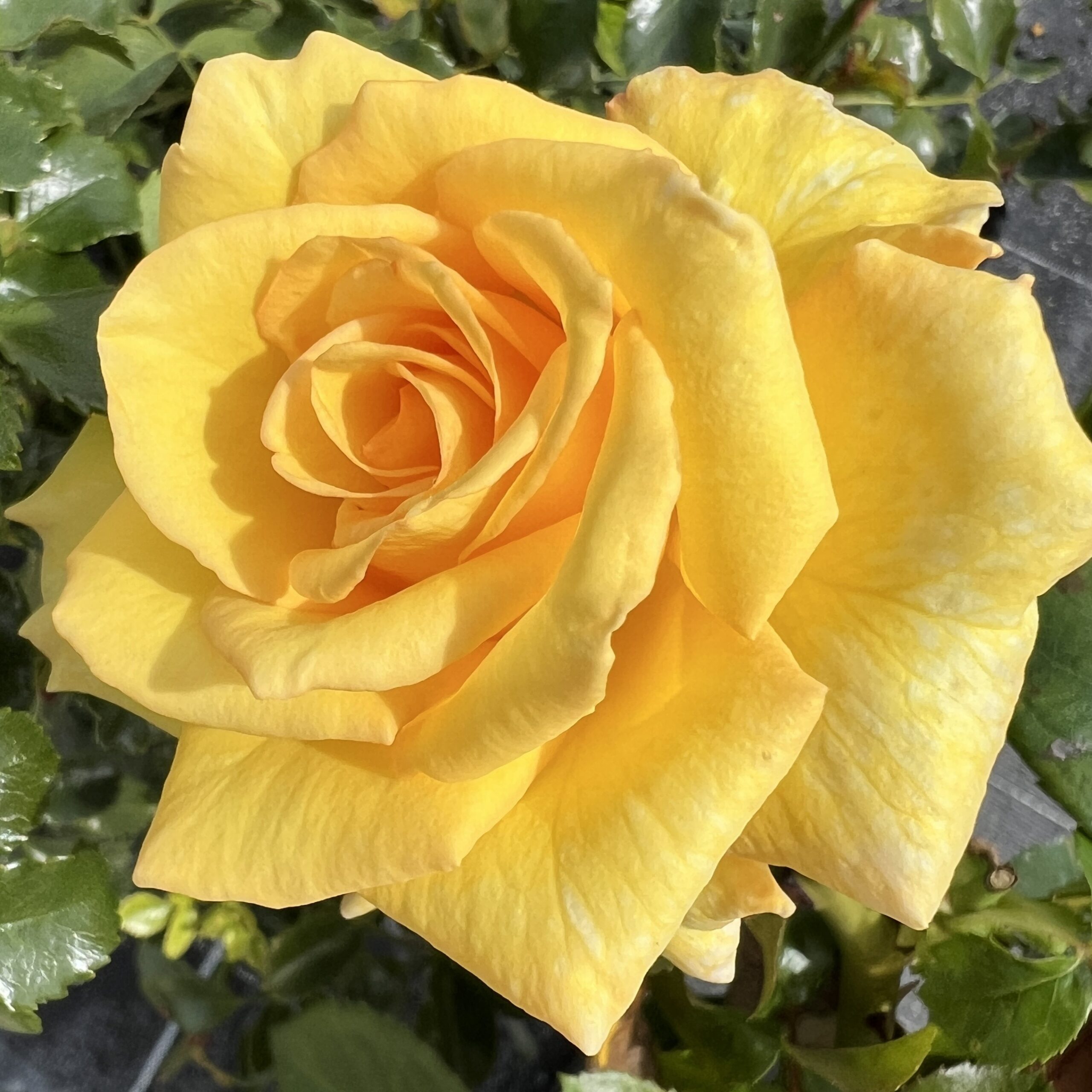 Billy's Wonder Billy's Wonder