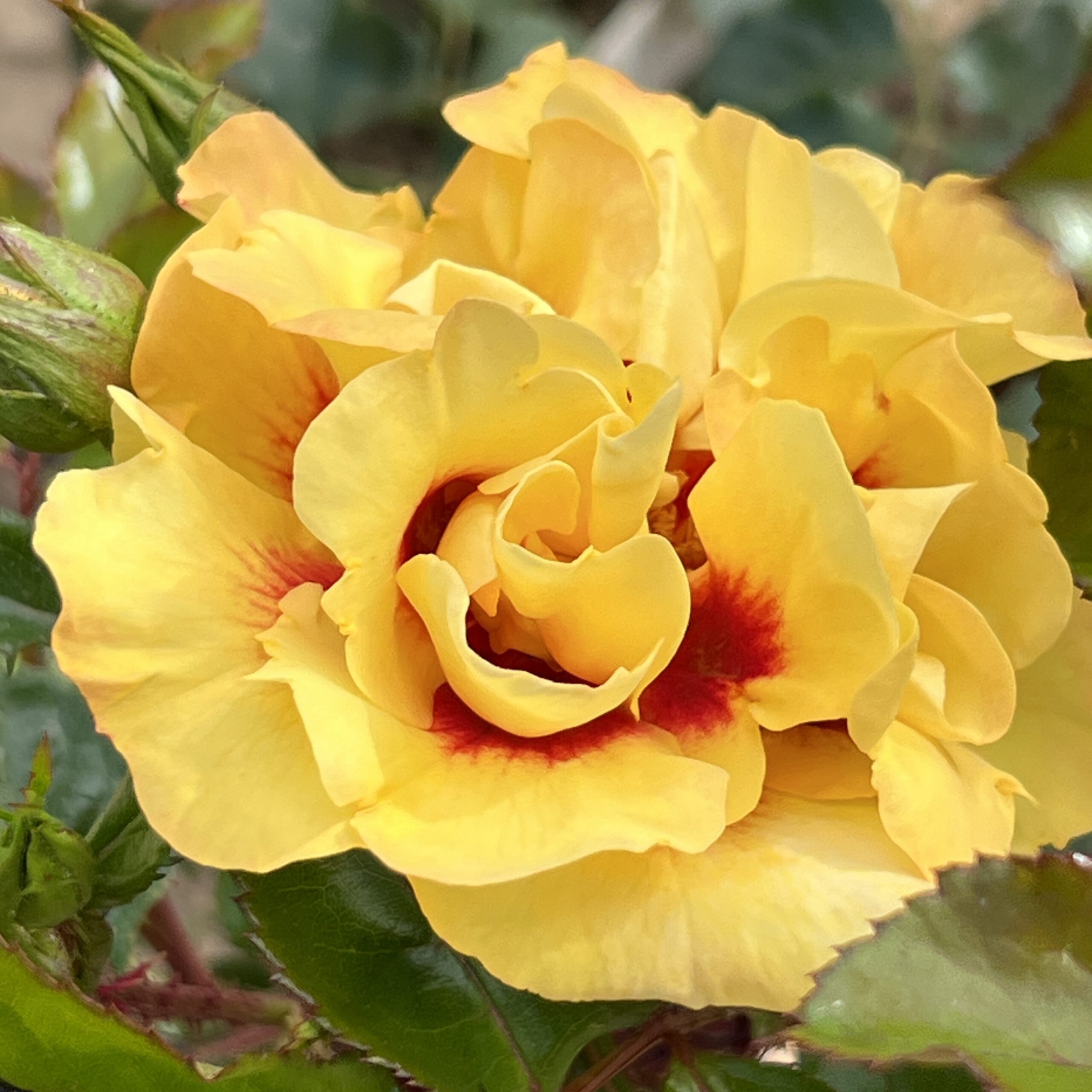 David's Dream David's Dream