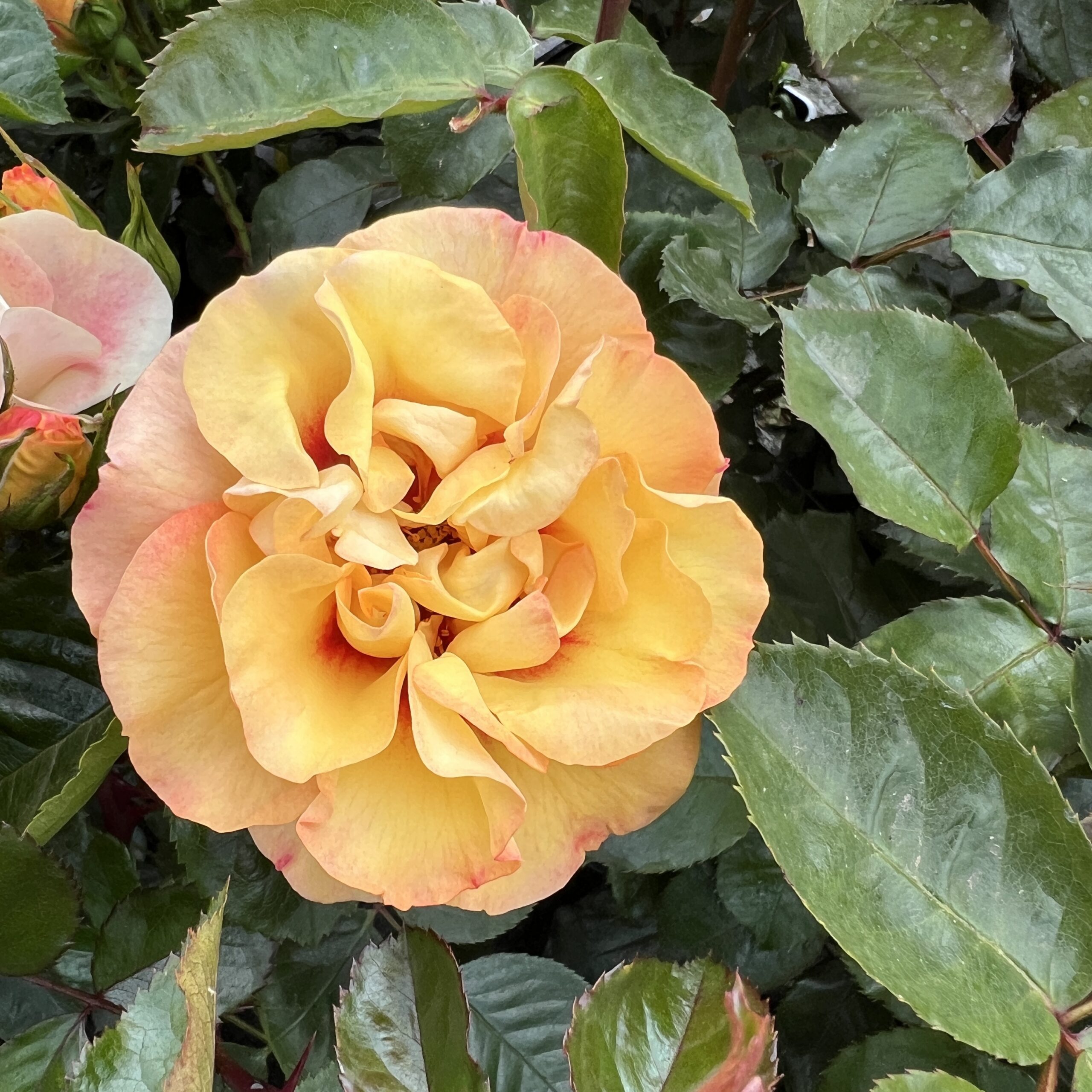 David's Dream David's Dream