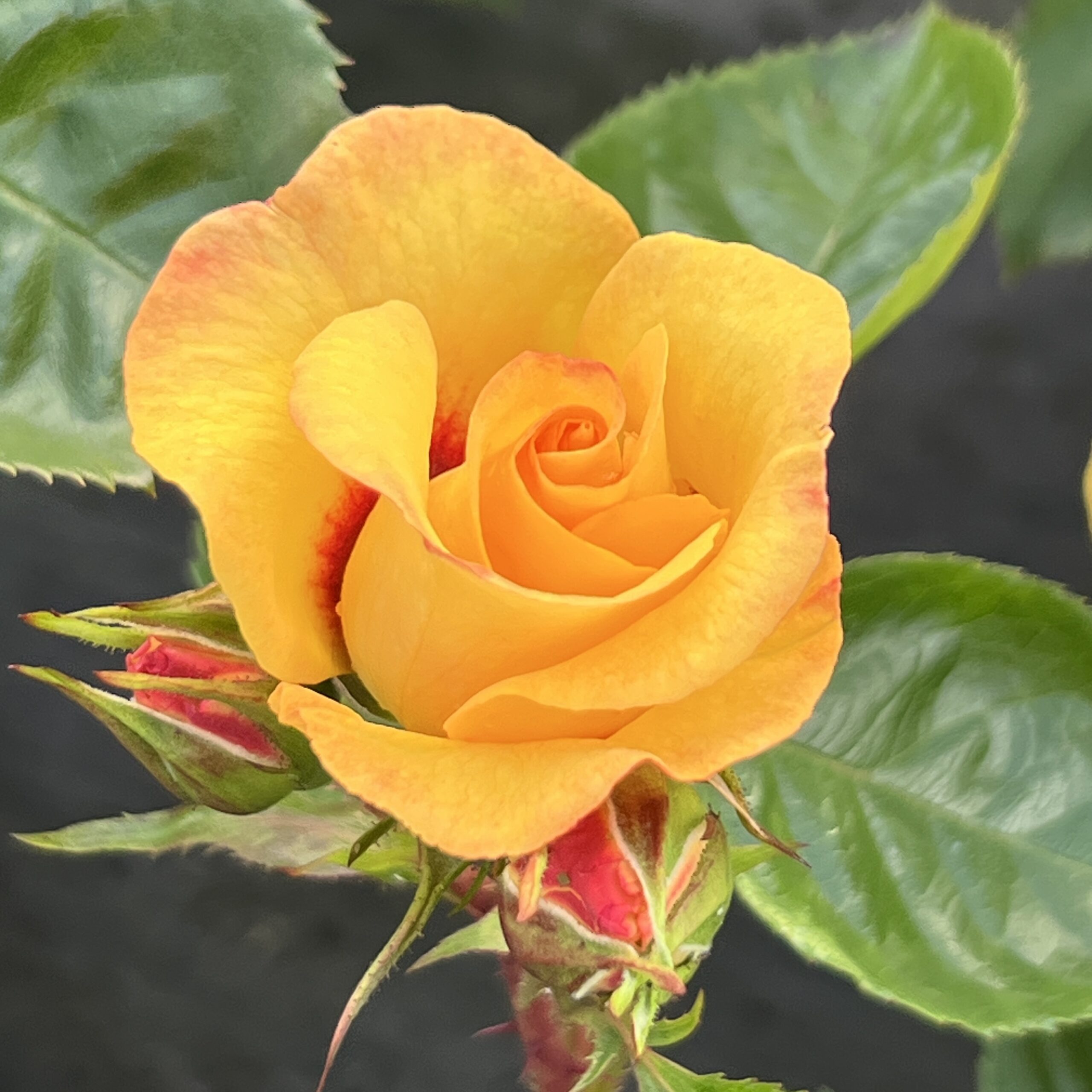 David's Dream David's Dream