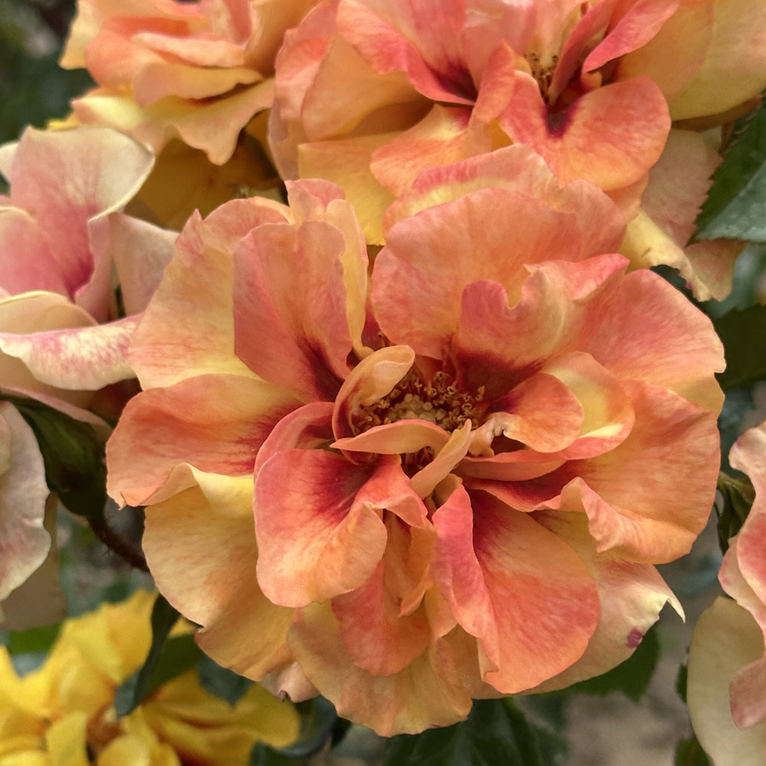 David's Dream David's Dream