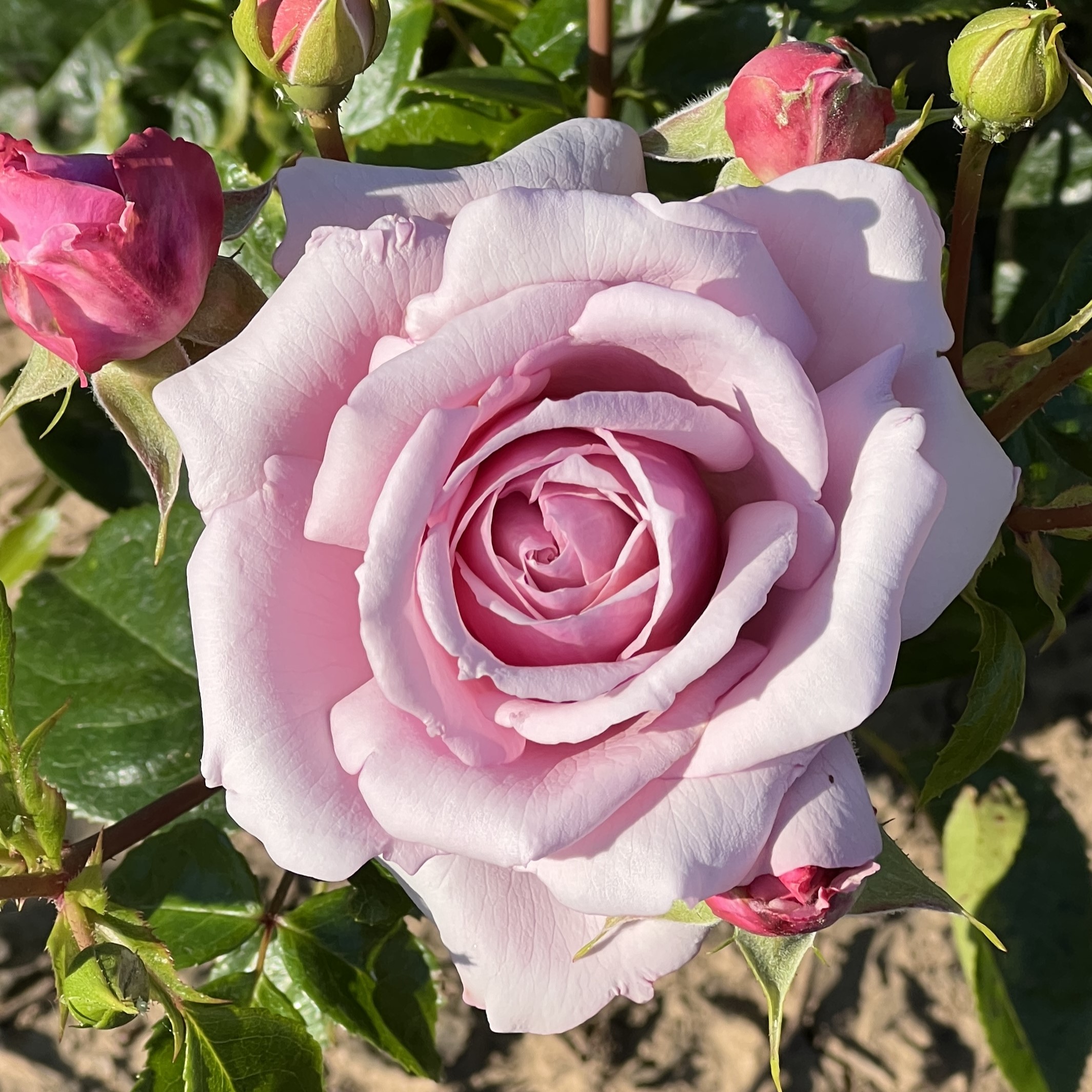 Fond Farewell Fond Farewell