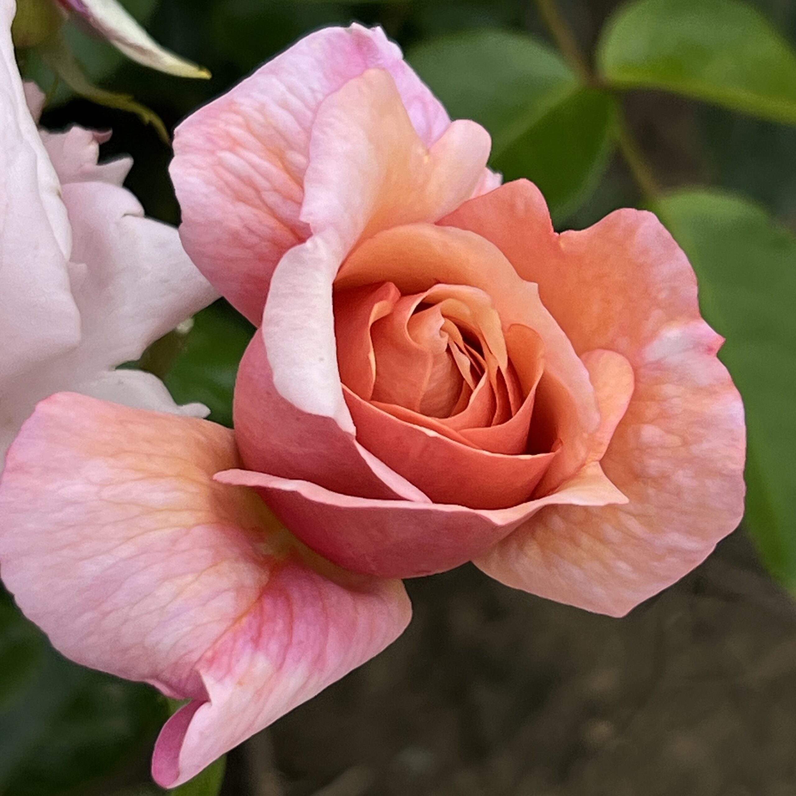 Fond Farewell Fond Farewell