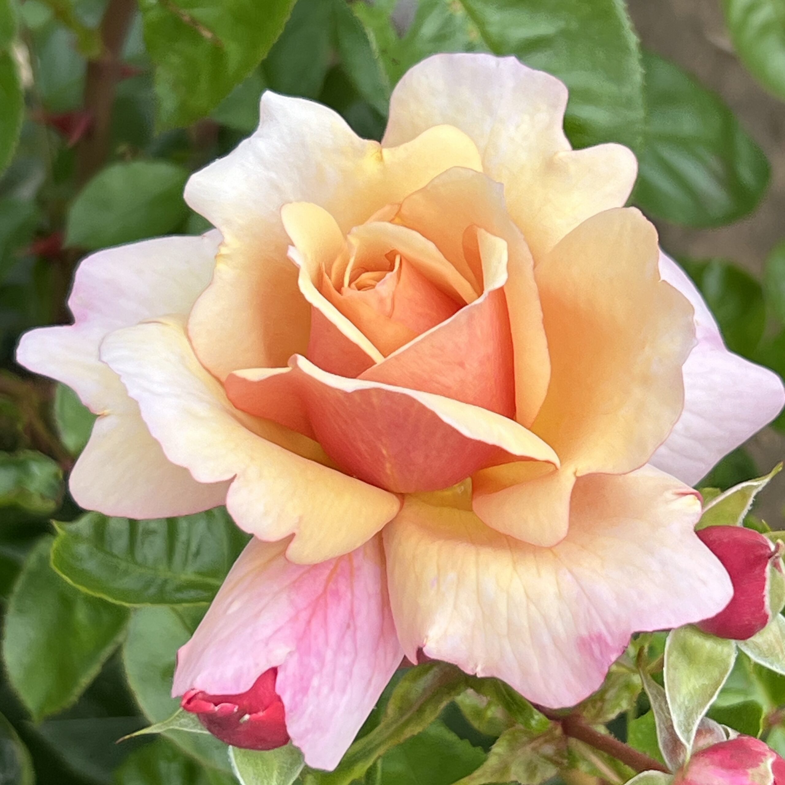 Fond Farewell Fond Farewell