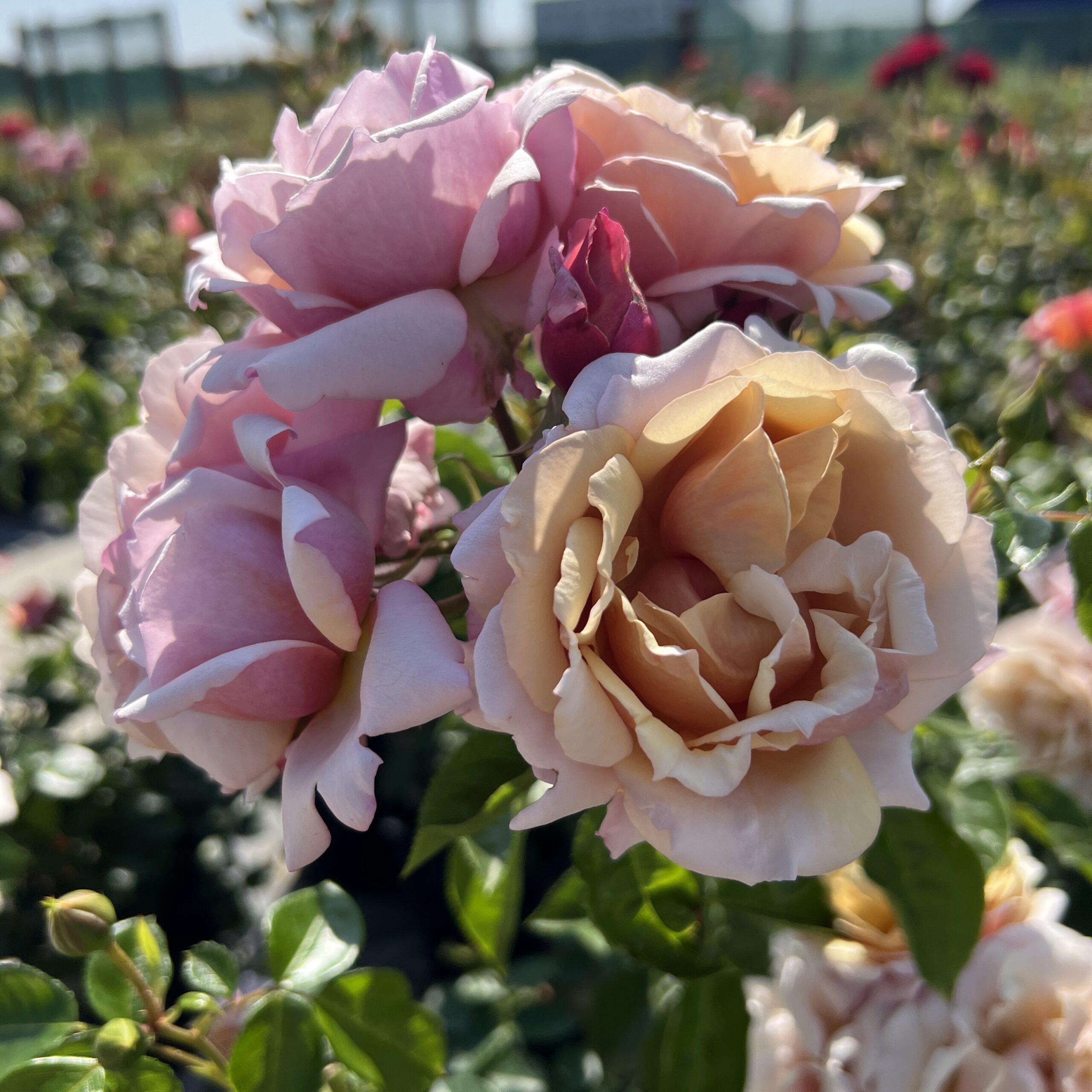 Fond Farewell Fond Farewell