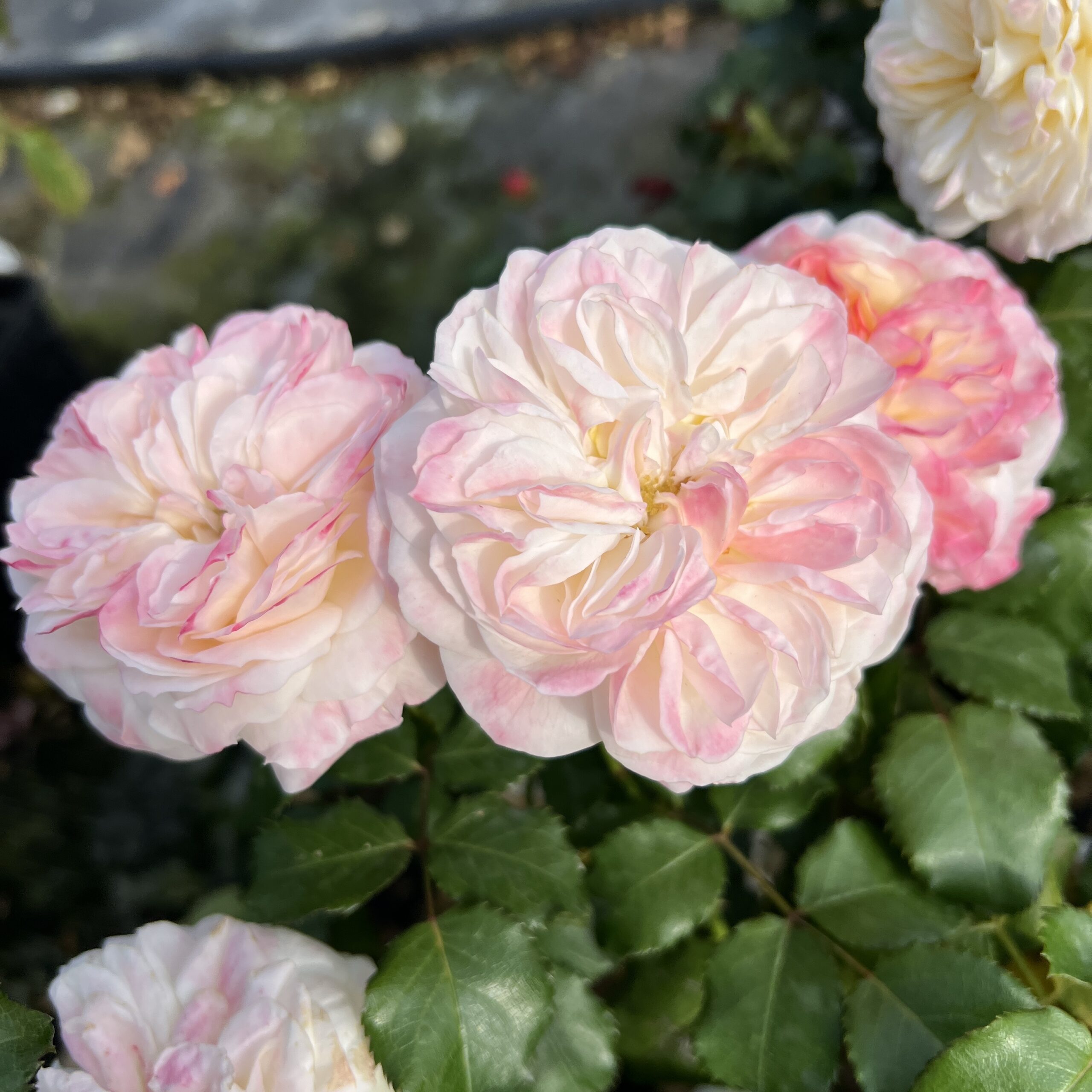 Hannah's Blush Hannah's Blush