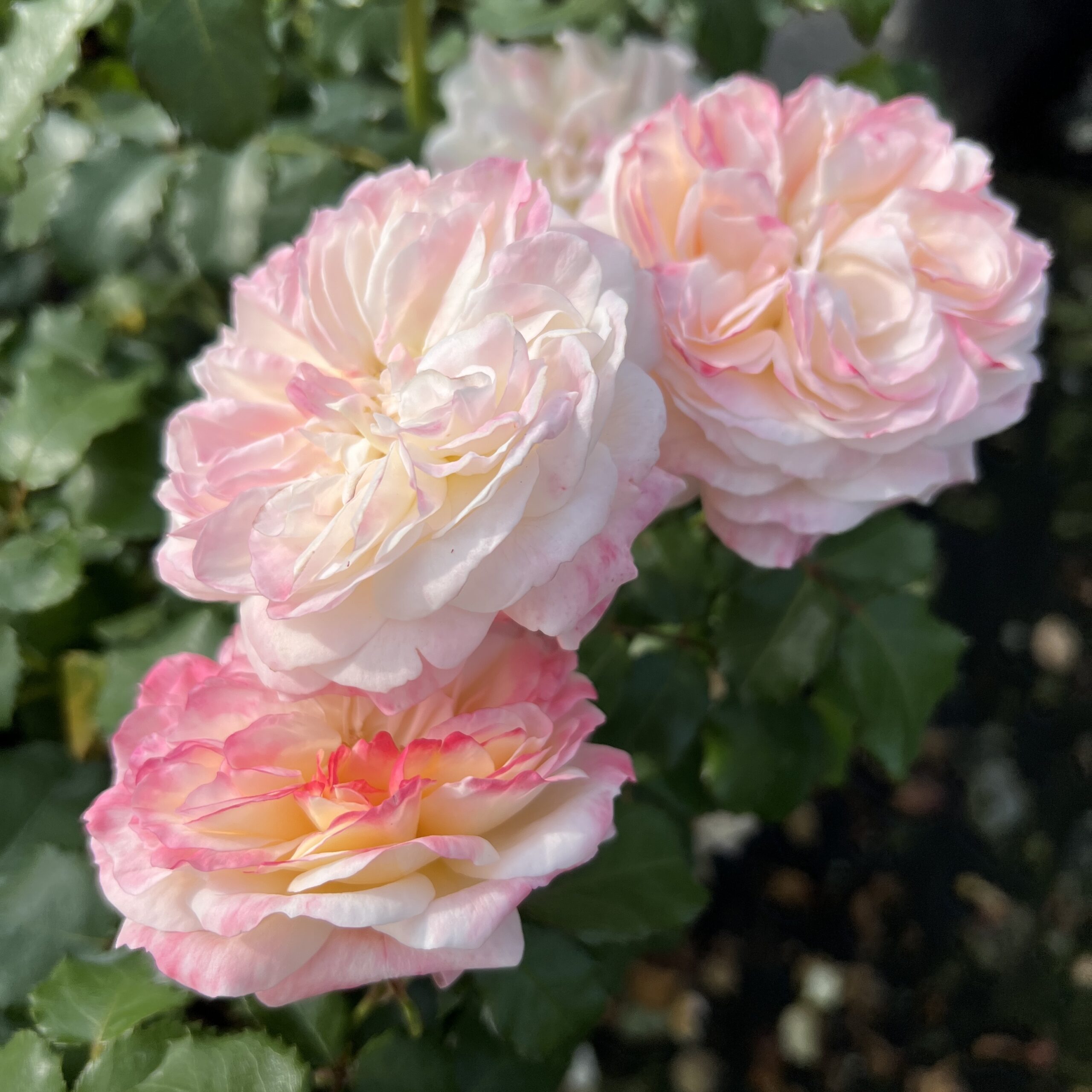 Hannah's Blush Hannah's Blush