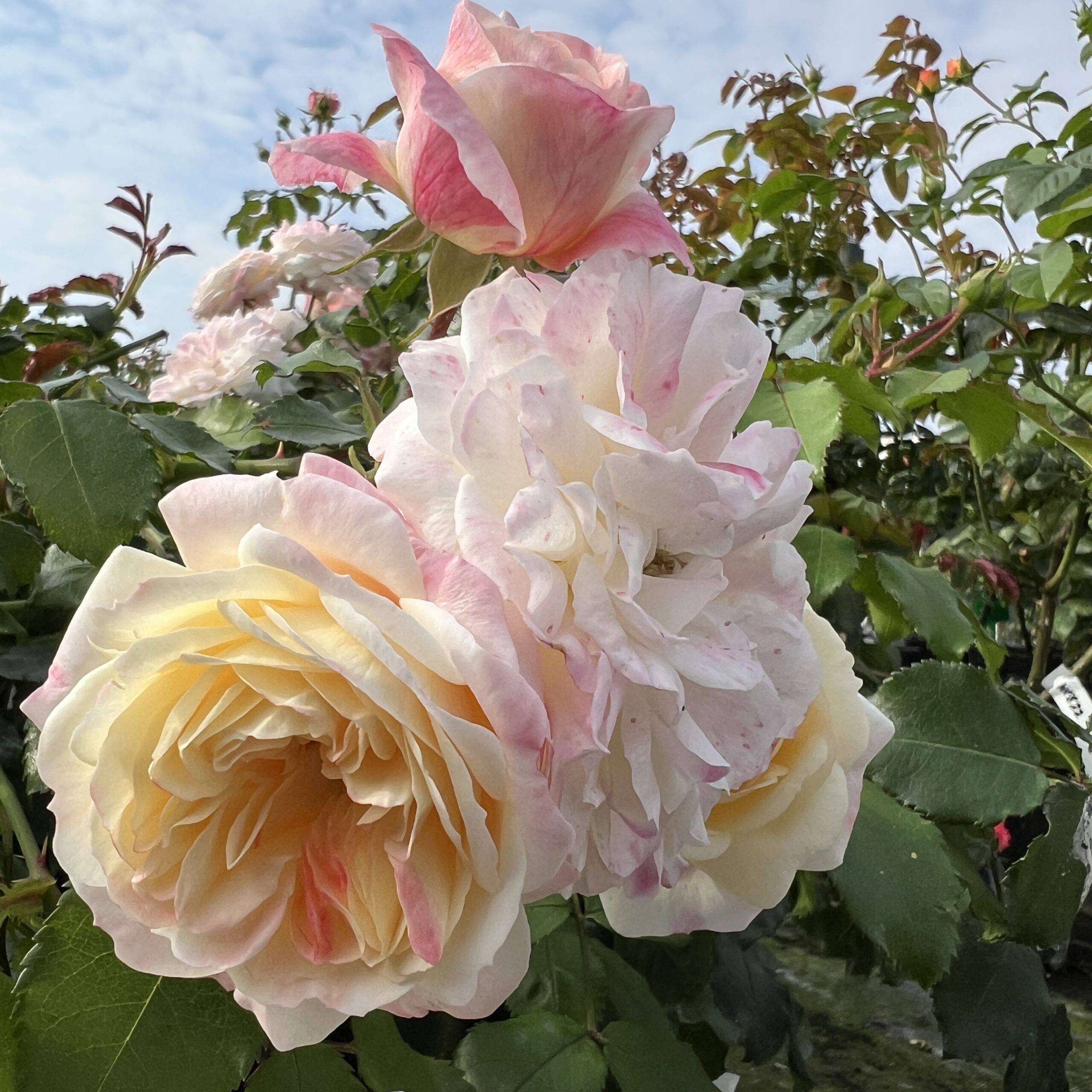 Hannah's Blush Hannah's Blush