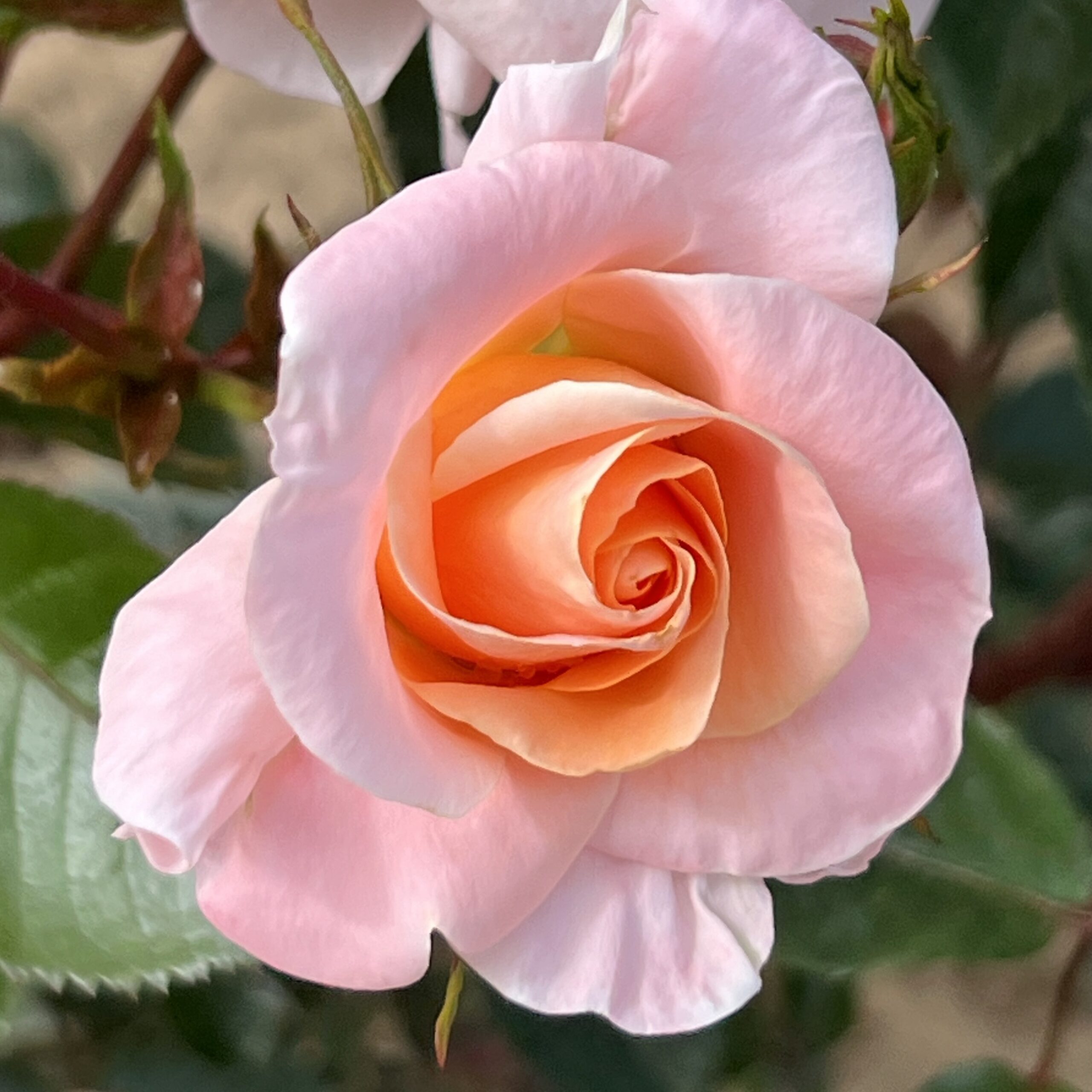 Jill's Joy Jill's Joy