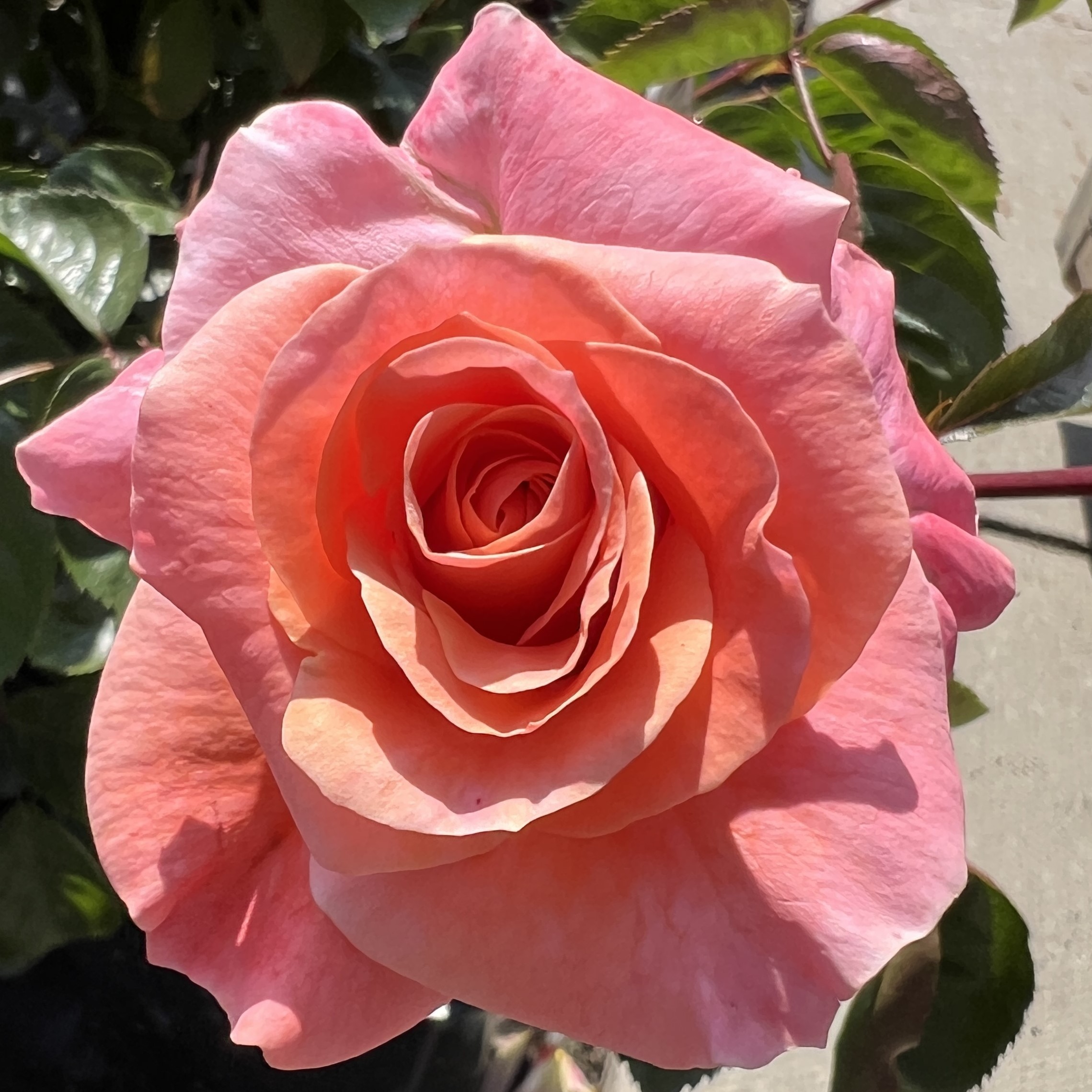 Jill's Joy Jill's Joy