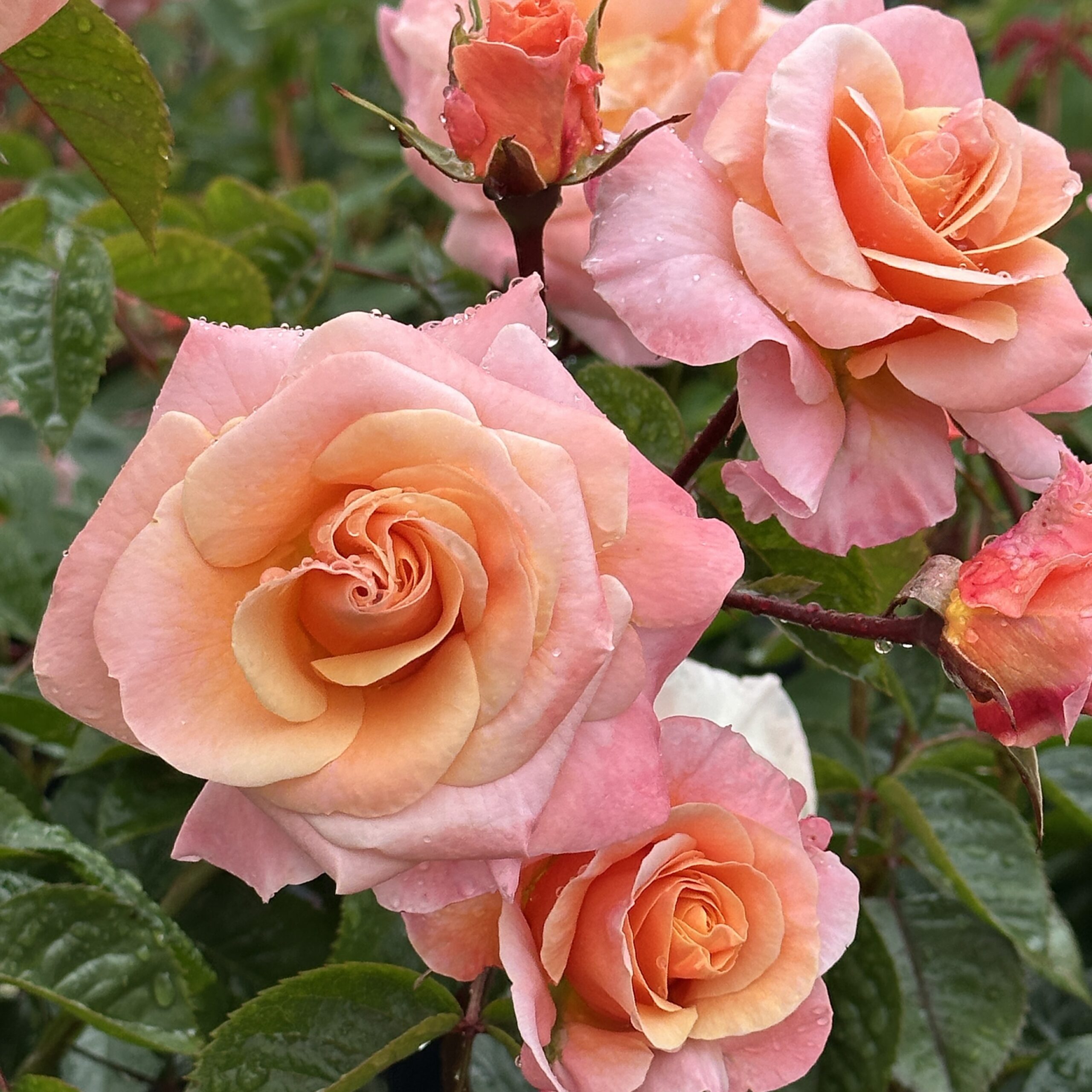 Jill's Joy Jill's Joy