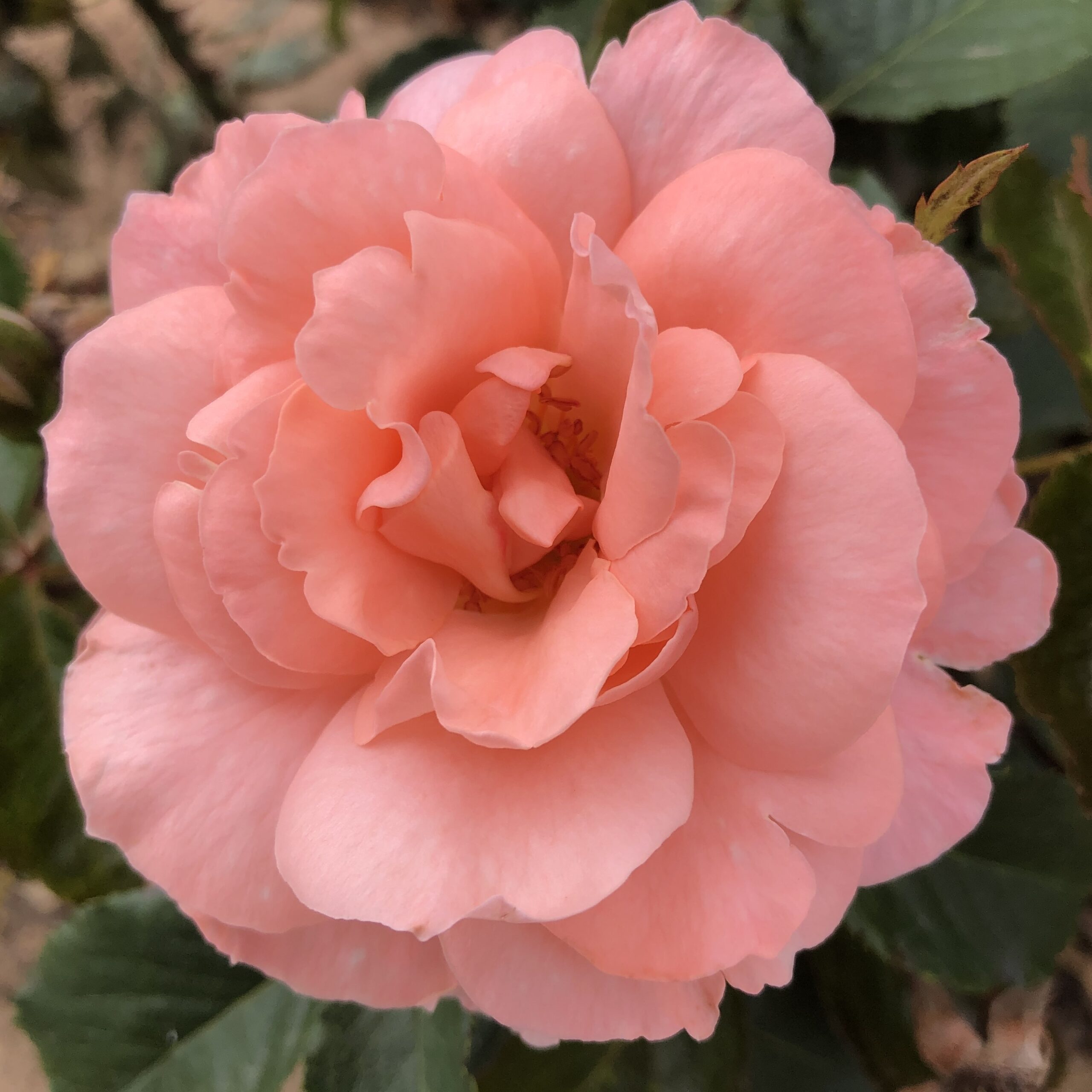 Margaret's Wish Margaret's Wish