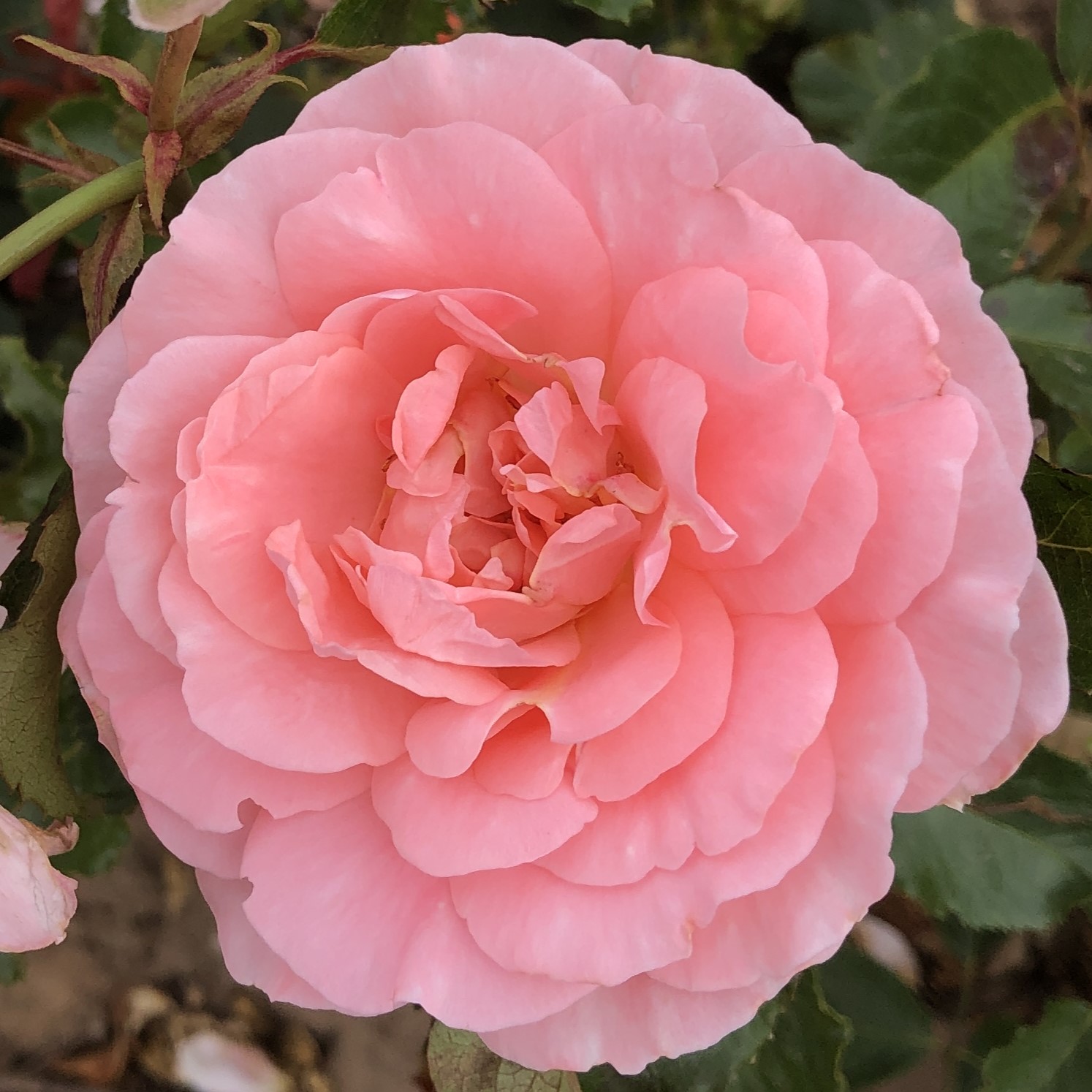 Margaret's Wish Margaret's Wish