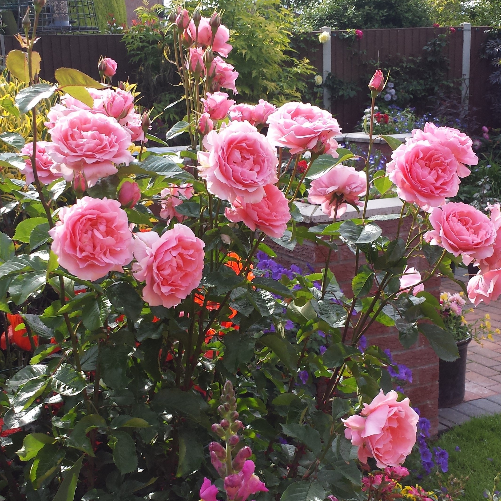 Margaret's Wish Margaret's Wish